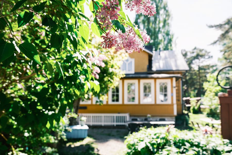 Ett gult trähus med fönster med vita lister omges av grönt bladverk och blommande rosa blommor i en solig trädgård.